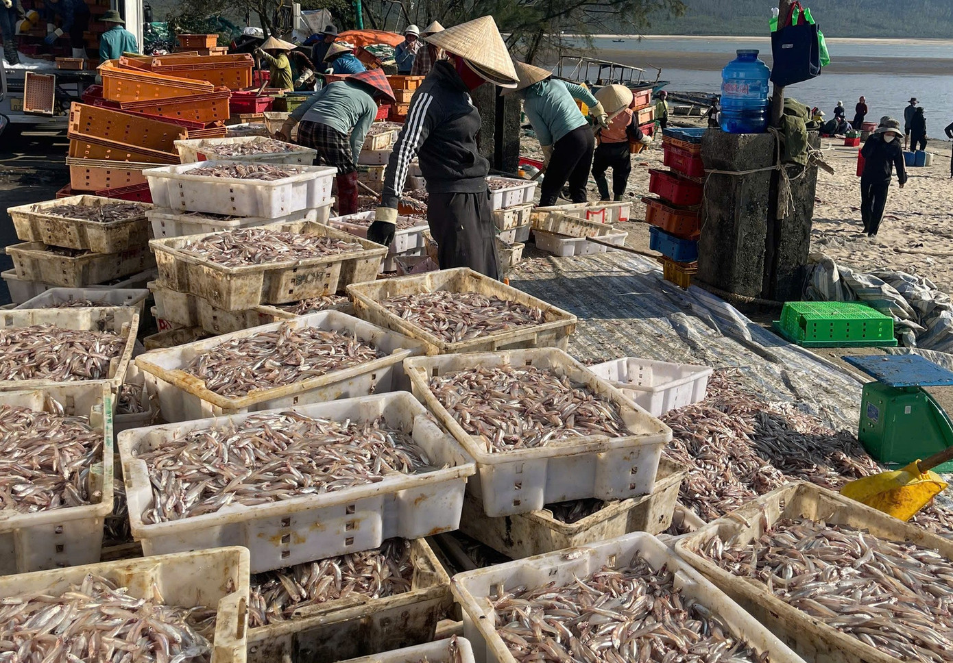 Cá cơm được mua tại bờ với giá dao động từ 14.000-15.000 đồng/kg, ruốc biển từ 12.000 -13.000 đồng/kg. Với sản lượng lớn, nhiều tàu thu về vài chục triệu đồng mỗi chuyến biển.