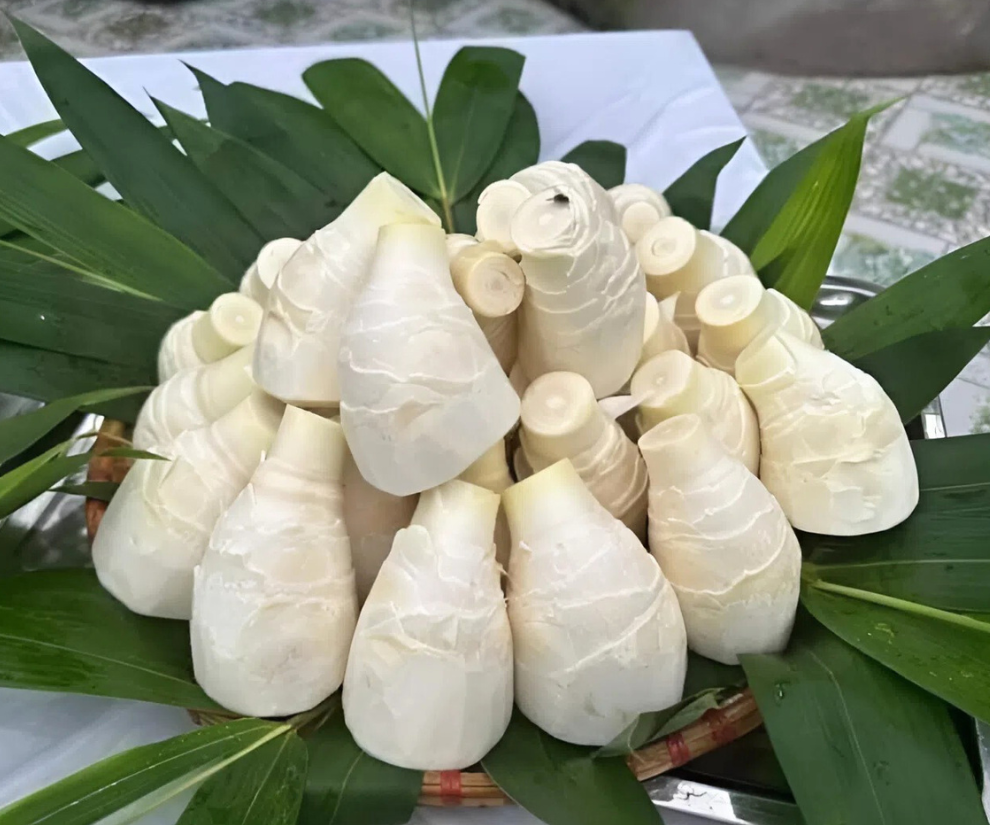 Tre lục trúc trồng một lần có thể thu hoạch măng liên tục trong 10-15 năm mới phải trồng lại. Mùa vụ thu măng cũng kéo dài tới 6 tháng (tháng 4 đến tháng 9 âm lịch), dài hơn tất cả các loại măng khác nên tạo điều kiện dễ dàng canh tác cho nông dân.