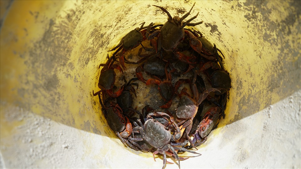 Tuy nhìn công cụ đi câu khá đơn giản nhưng để bắt tay vào công việc này không phải dễ. Đó đòi hỏi nhiều kinh nghiệm và sự cẩn thận khi di chuyển giữa các khu vực khe núi, con suối.