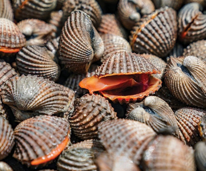 Chính nhu cầu thị trường lớn đã mở ra cơ hội làm giàu cho nông dân ở nhiều địa phương có lợi thế bãi bồi ven biển bằng nghề nuôi sò huyết.