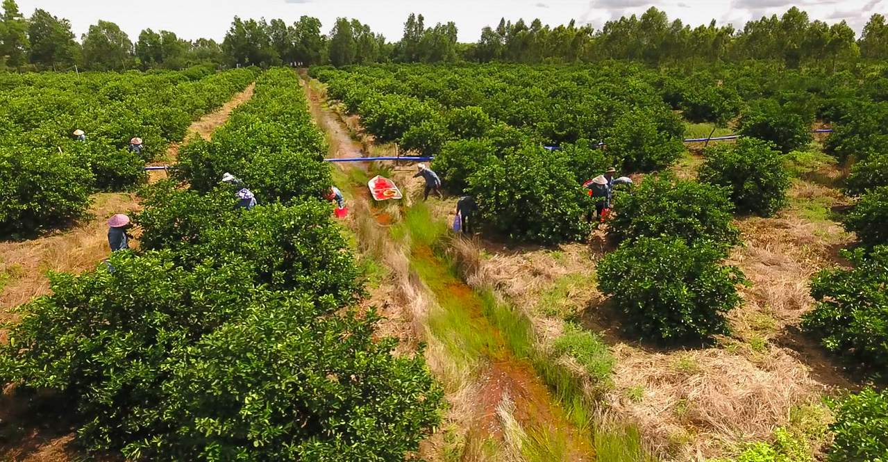 Chanh tứ quý giá bán tại vườn từ 10.000-20.000 đồng/kg, lúc cao điểm vào mùa nắng nóng, giá chanh có thể lên đến 30.000-40.000 đồng/kg. Chỉ cần nhìn trái nào vỏ căng mọng, có màu xanh sáng tức là chanh đã đến lúc thu hoạch.
