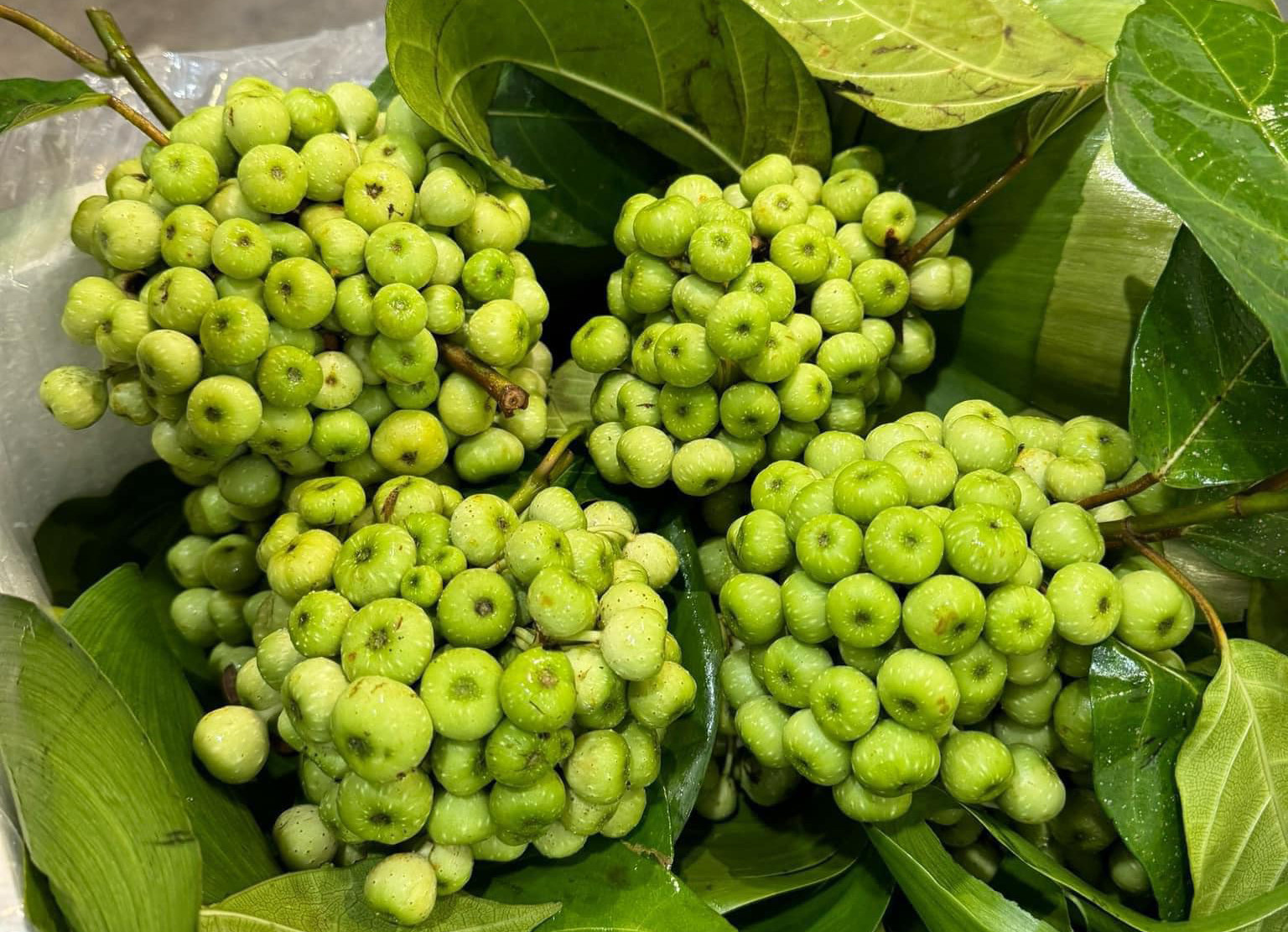 Sung ra trái quanh năm nhưng lứa sung đẹp nhất thường rơi vào những tháng cuối năm. Lúc này, thời tiết hanh khô, ít mưa giúp trái săn chắc, ít sâu bệnh.