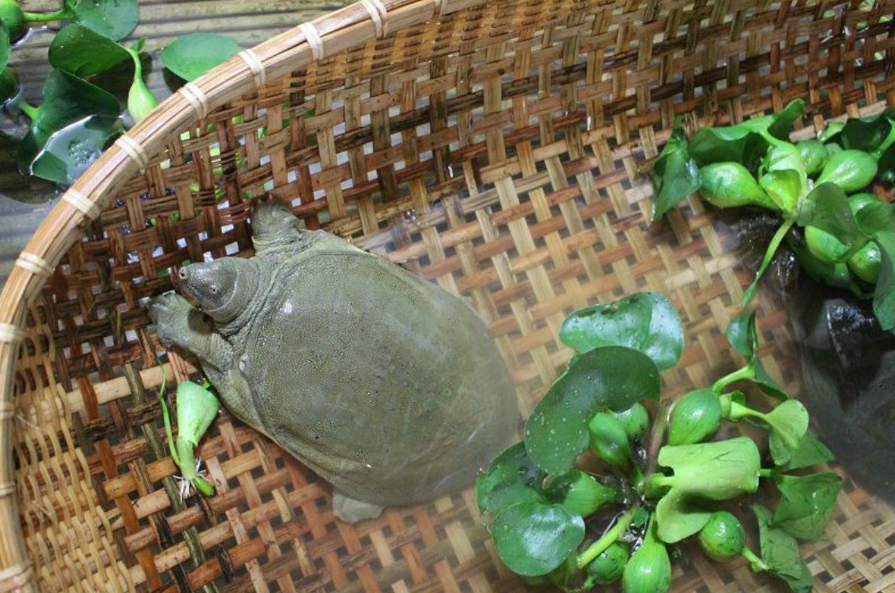 Một số giống ba ba hiện được nuôi phổ biến như ba ba trơn, ba ba gai hoặc ba ba xanh… mang lại