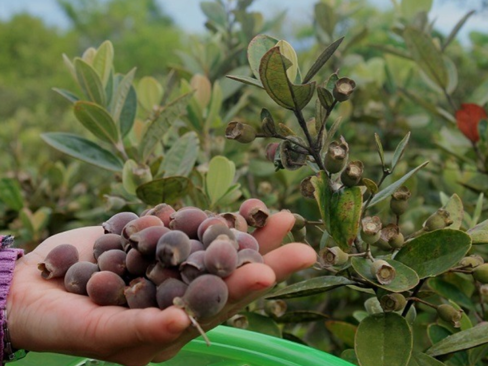 Ngoài ra, sim rừng cũng chứa nhiều chất chống oxy hóa và vitamin, nên ngày càng được chú ý trong lĩnh vực thực phẩm và đồ uống.