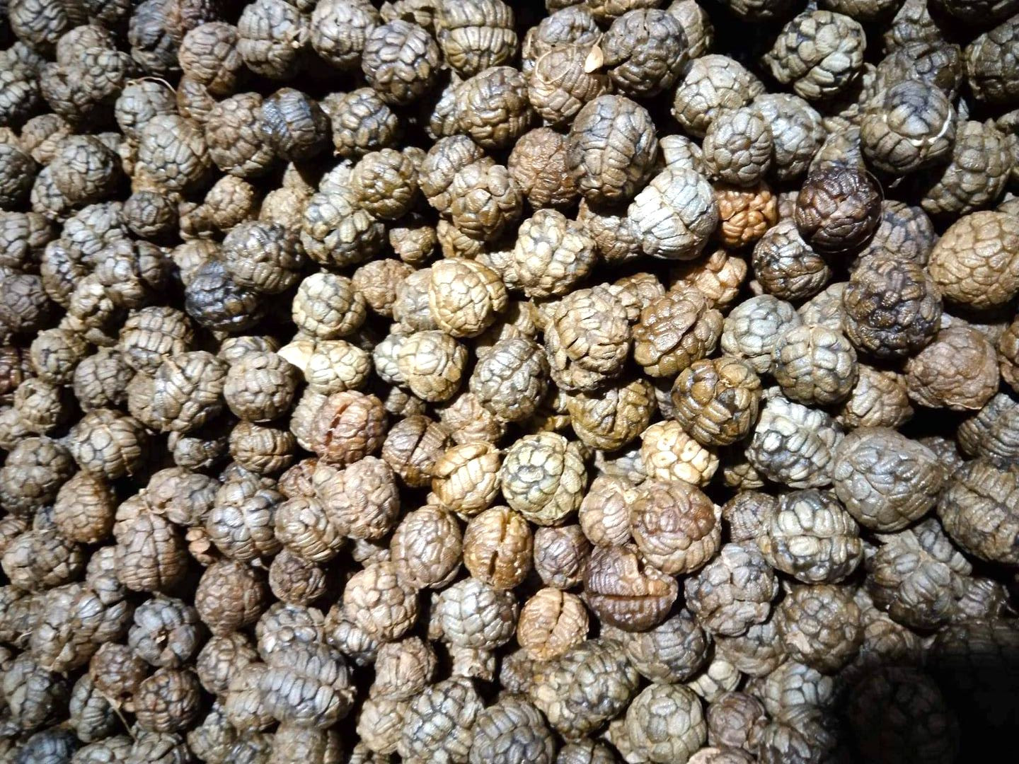 Chính nhu cầu ngày càng tăng của thị trường đã góp phần nâng cao giá trị của loại hạt này, từ đó tạo động lực để người dân duy trì và phát triển nghề hái bo bo.