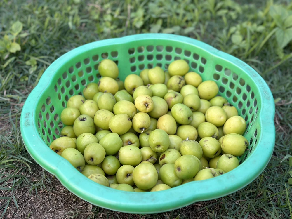 Càng gần Tết, táo muối càng trở nên khan hiếm, giá bán theo đó cũng tăng lên. Nhiều người muốn mua táo chuẩn Bàng La thường phải đặt trước từ sớm, nhất là khách ở Hà Nội, Quảng Ninh hay các tỉnh lân cận tìm mua.