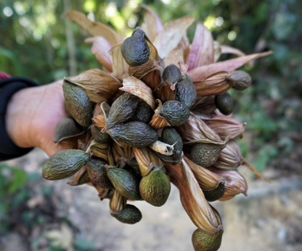 Ươi là một loại cây rừng thân gỗ mọc nhiều ở vùng đồi núi nhưng 4 năm cây mới ra hoa kết trái 1 lần, vì thế hạt đười ươi được coi là “lộc trời” và có giá trị kinh tế cao.