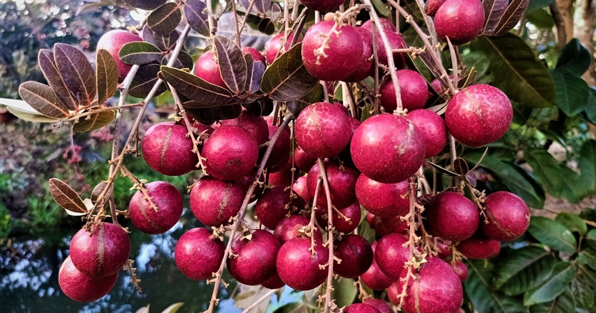 Dần dần, khi nhiều người biết đến, loại nhãn này trở thành đặc sản được săn tìm, nhất là vào mùa thu hoạch. Du khách đến miền Tây thường tìm mua nhãn tím vừa để ăn, vừa làm quà vì hình thức độc đáo.