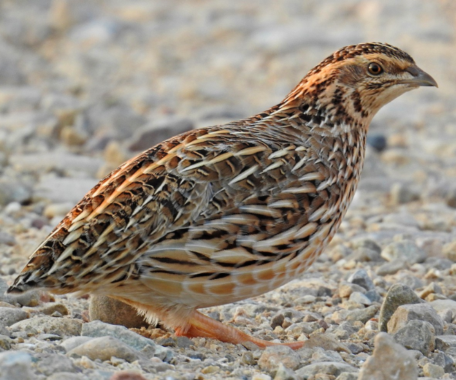 Chim cút, còn gọi là chim cay, là một tên gọi chung cho một số chi chim có kích thước trung bình trong họ Trĩ, hoặc trong họ Odontophoridae cùng bộ. Chim cút với khả năng đẻ trứng nhanh chóng và hiệu suất cao, chim cút trở thành lựa chọn phổ biến trong nghề chăn nuôi.