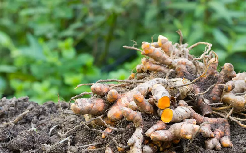 C&aacute;ch nhổ nghệ khi l&aacute; đ&atilde; v&agrave;ng để bảo quản chất lượng