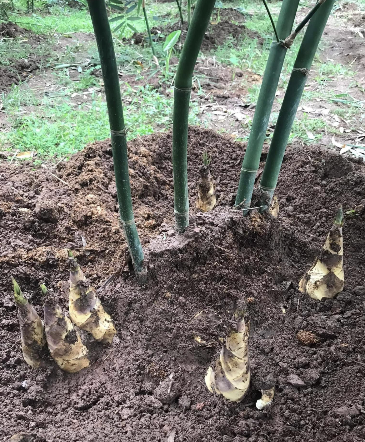 Trồng tre lục trúc lấy măng, nông dân cần chăm sóc 3 năm đầu. Vào năm đầu tiên cần chăm sóc từ 2-3 lần tùy vào thời vụ. Tiếp năm thứ 2 và 3 cần chăm sóc ba lần, mỗi lần sẽ vào đầu năm, giữa năm và cuối năm.