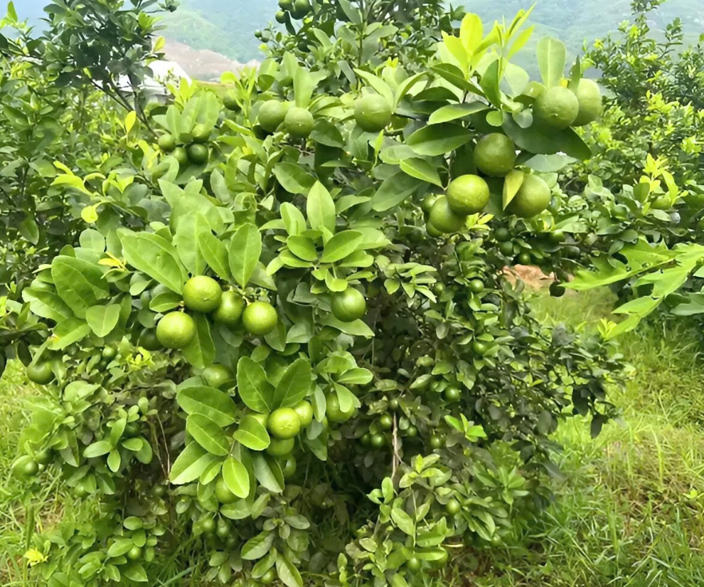 Chanh tứ quý (hay còn gọi là chanh không hạt) là giống chanh có nguồn gốc từ Mỹ, nổi bật với đặc điểm cho trái quanh năm (bốn mùa) và thường không hạt. Đây là giống chanh khỏe, sinh trưởng nhanh, vỏ mỏng, mọng nước, vị chua thanh, rất được ưa chuộng tại Việt Nam