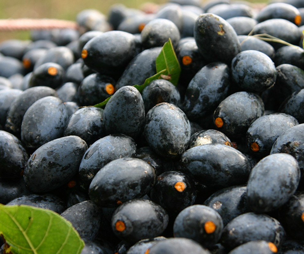 Trám đen còn được ví là “vàng đen” của núi rừng vì thu hoạch trám không dễ, giá trị kinh tế cao. Khi ăn có vị bùi bùi, béo ngậy, dẻo thơm và hơi chát nhẹ đặc trưng, có thể ăn trực tiếp hoặc làm nguyên liệu chế biến thành nhiều món ngon.