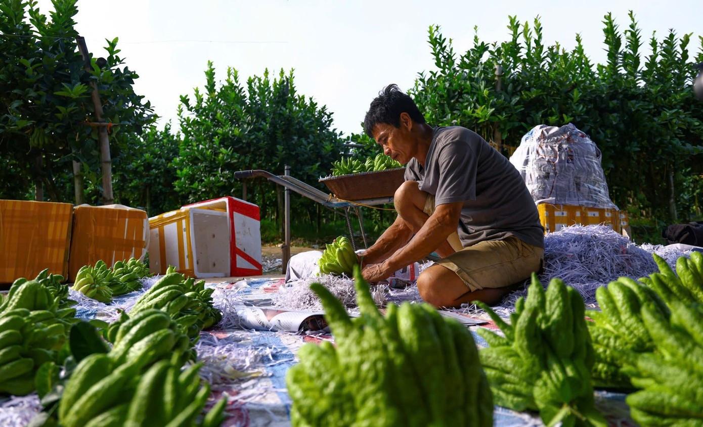 Những trái phật thủ trọng lượng lớn, bắt mắt hiện có giá thành cao nhưng vẫn ghi nhận tình trạng thiếu hụt nguồn cung cục bộ.