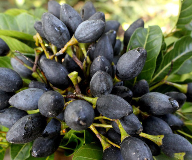 Ở nhiều địa phương như các huyện miền núi Nghệ An hay vùng cao Cao Bằng, mùa trám thường bắt đầu từ khoảng tháng 8-10 hằng năm. Khi vào mùa, người dân vào rừng hái trám hoặc thu hoạch từ những cây trồng quanh nhà. Quả trám sau đó được mang ra chợ bán, trở thành một trong những đặc sản được nhiều du khách tìm mua.