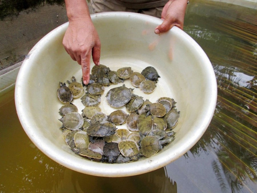 Nhìn chung, kỹ thuật nuôi ba ba không quá phức tạp nhưng đòi hỏi sự kiên nhẫn và chăm sóc cẩn thận. Nếu áp dụng đúng quy trình, tỷ lệ sống của ba ba khá cao, giúp đảm bảo hiệu quả kinh tế cho người nuôi.