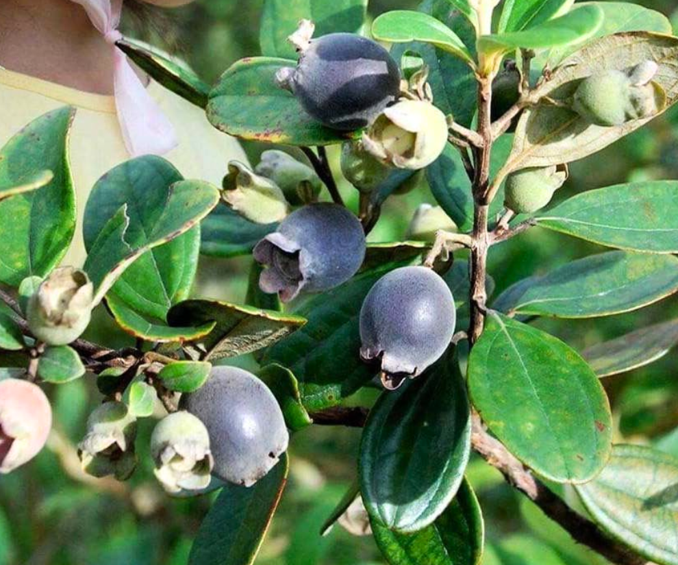 Sim rừng - một loại cây từng mọc dại ven rừng, ít người để ý nhưng nay lại trở thành nguồn thu đáng kể cho nhiều hộ nông dân.