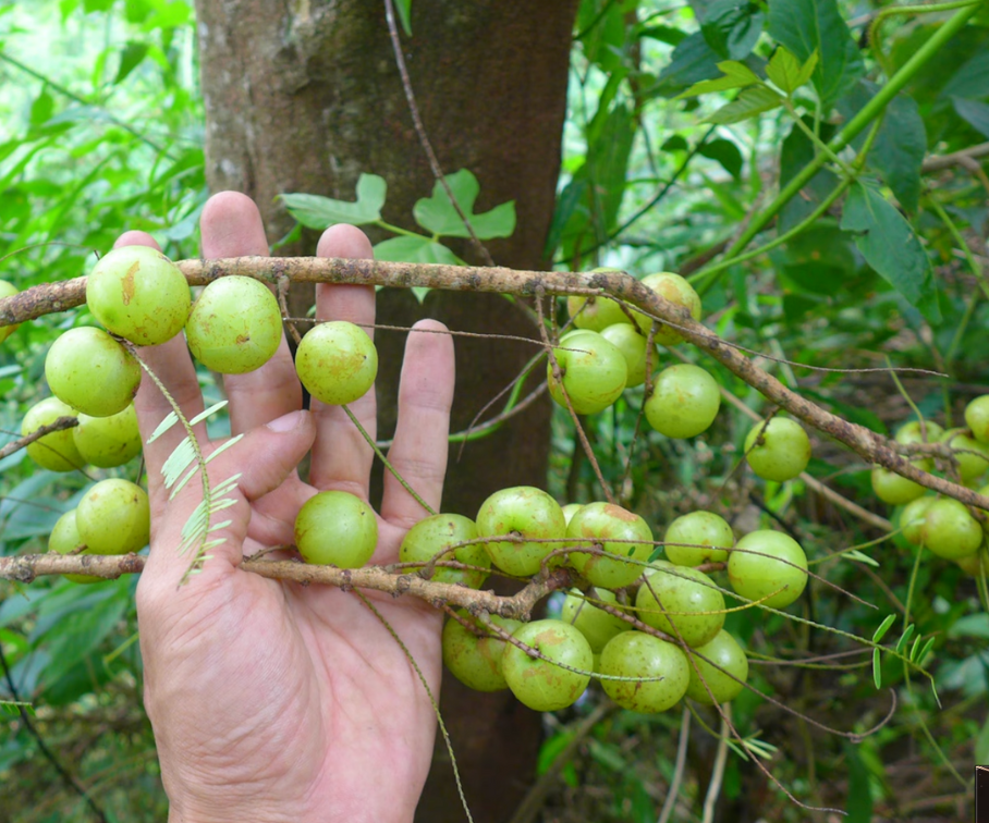 Hiện trên thị trường có hai loại me rừng phổ biến: Loại quả xanh, kích thước nhỏ, vị chua chát đậm và loại quả to hơn, khi ngả vàng nâu thì vị chua dịu và có hậu ngọt nhẹ.