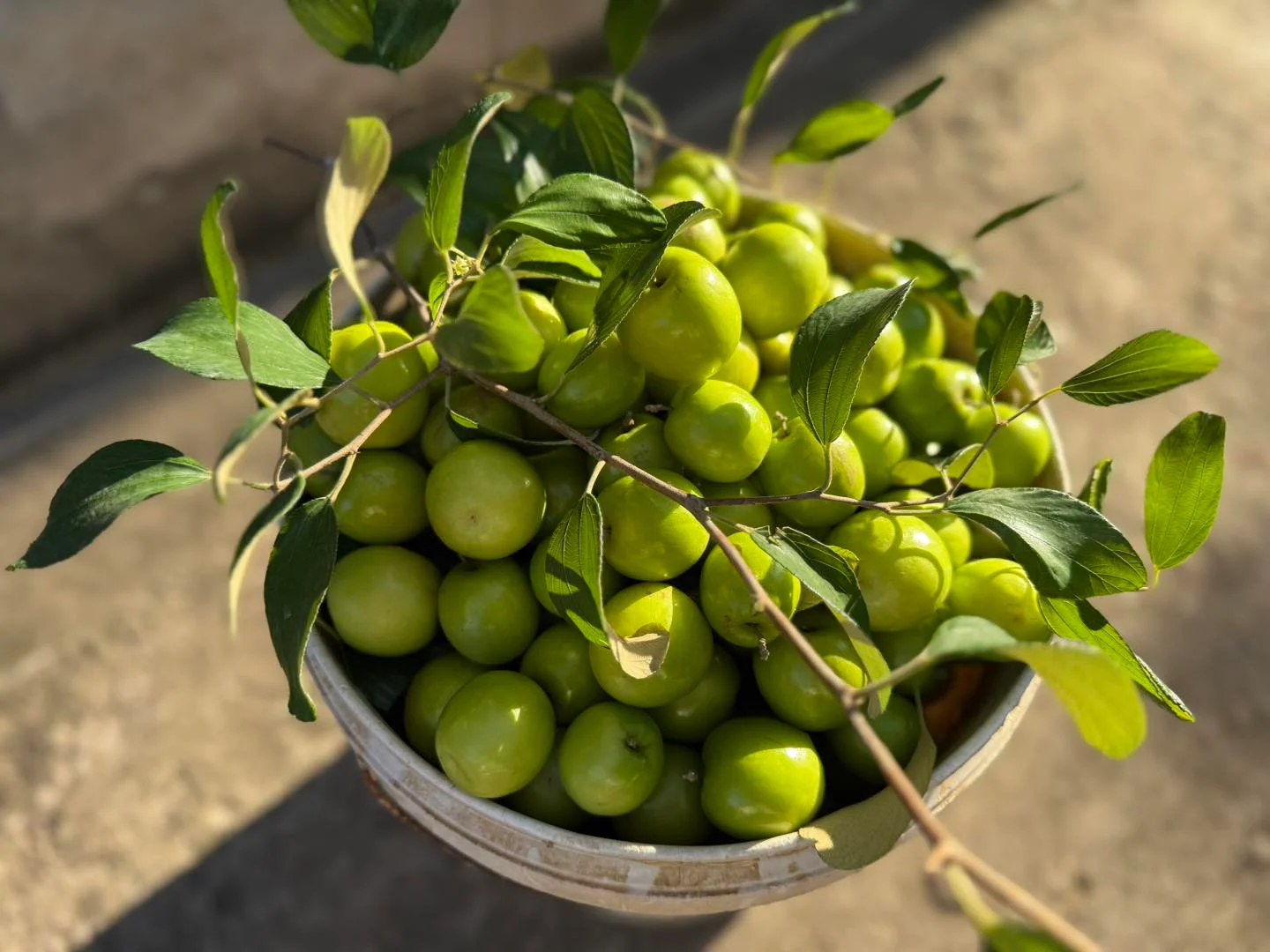 Vùng Bàng La (nay thuộc phường Nam Đồ Sơn, TP.Hải Phòng) từng được biết đến là làng nghề làm muối nổi tiếng. Tuy nhiên, khi nghề muối dần thất truyền do biến động của thị trường và điều kiện sản xuất, người dân nơi đây buộc phải tìm hướng đi mới để bám đất, bám làng.