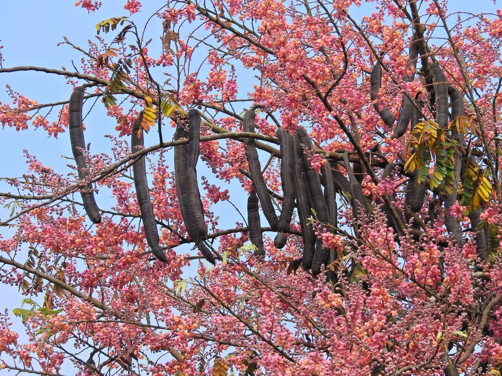 Quả ô môi có thể được dùng chế biến làm các món ăn chơi như chè, nấu với đậu xanh, đường phèn, nước cốt dừa, hoặc sấy khô phần cơm của quả để thưởng thức.