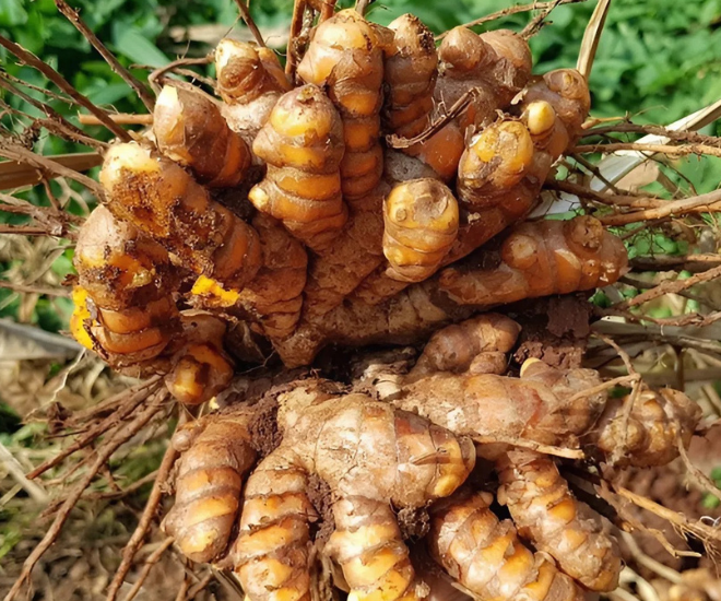 Cây nghệ được trồng từ tháng 1-2 đến khoảng tháng 10 hằng năm, có thể thu hoạch củ tươi để bán cho thương lái. Khoảng tháng 11-12 nghệ cho hàm lượng tinh bột cao, lúc đó thu hoạch đại trà đem về chế biến sẽ cho tinh bột đạt chất lượng tốt nhất.