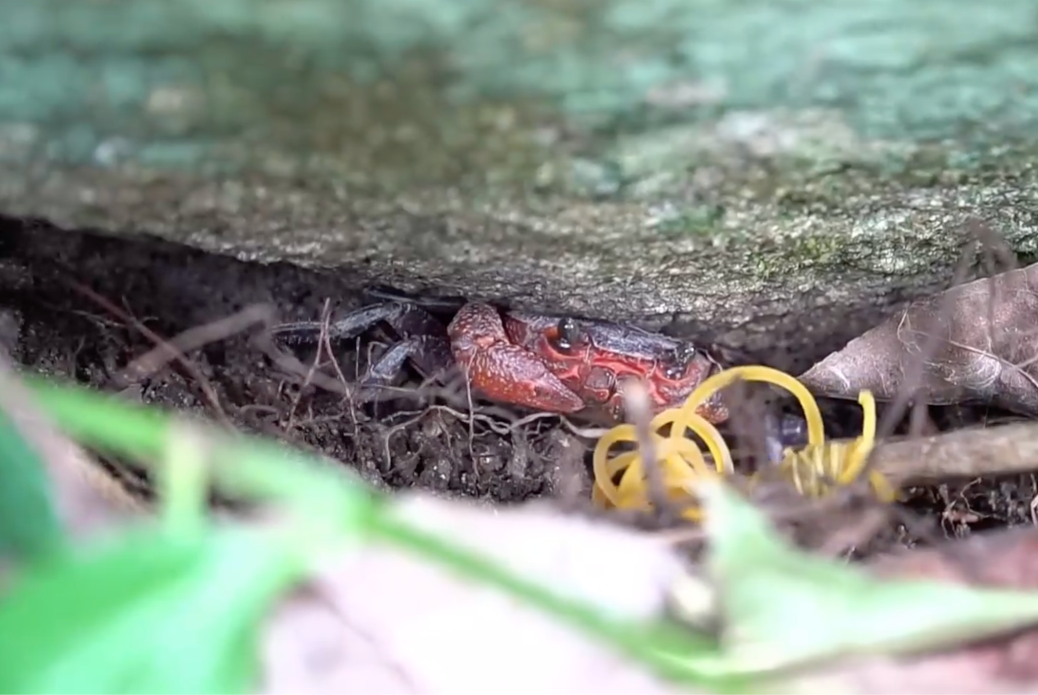 Loài cua này nổi bật với màu đỏ tía, kích thước nhỏ nhưng tính cách háu chiến và nhanh nhẹn, thường sinh sống trong các hốc đá, khe đá ven suối.