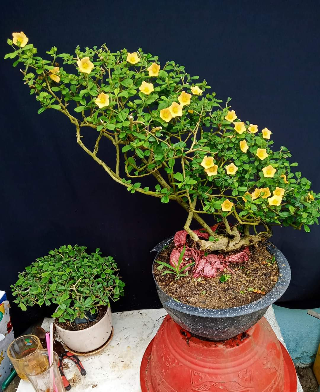 Hoa ké có màu vàng tươi, thường nở rộ từ khoảng tháng 6 đến tháng 10.