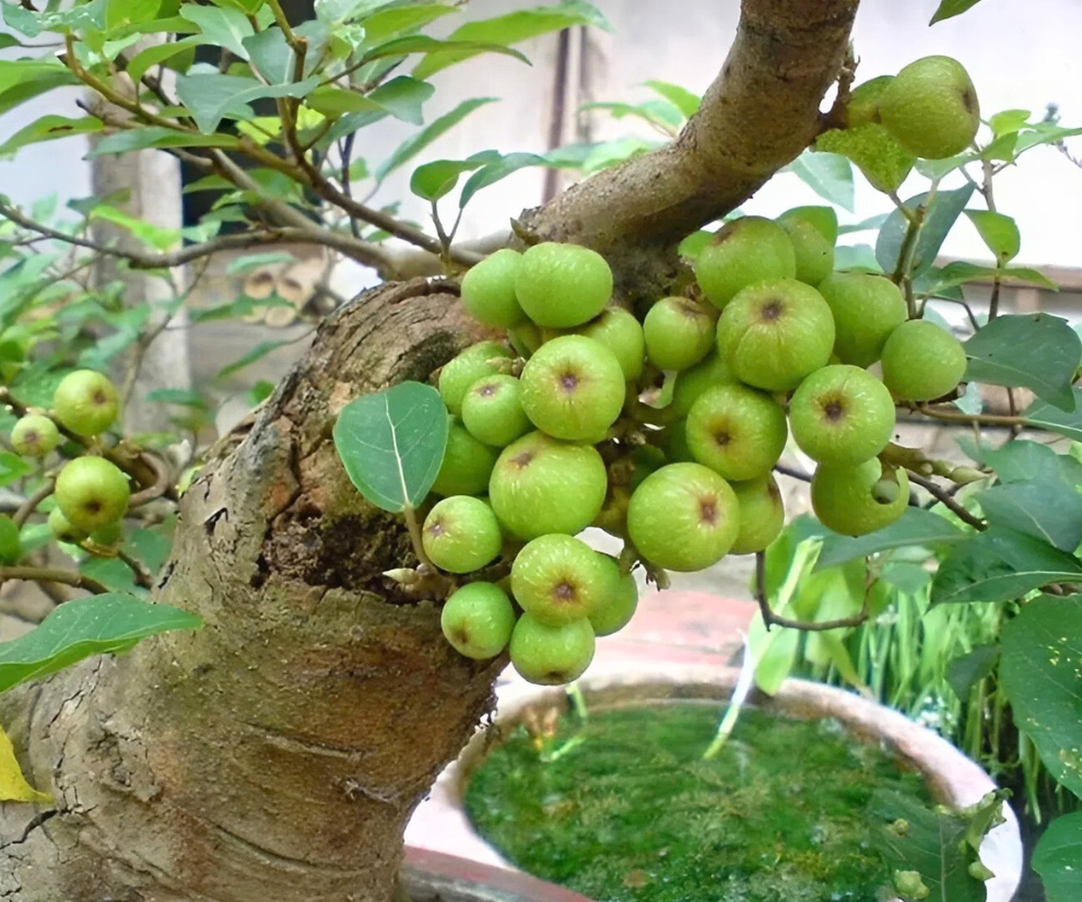 Có thời điểm, sung được rao bán với giá lên đến 250.000 đồng/kg, xuất hiện trang trọng trên mâm ngũ quả Tết Bính Ngọ, trở thành món đặc sản được nhiều người săn tìm. Ít ai ngờ rằng, thứ quả từng rụng đầy gốc chẳng ai ngó ngàng lại có ngày được nâng niu, chọn lựa kỹ lưỡng đến vậy.