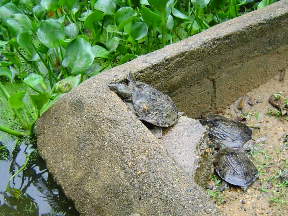 Không chỉ mang lại nguồn thu nhập ổn định, nuôi ba ba còn tạo việc làm cho nhiều lao động tại địa phương. Từ khâu chăm sóc, cho ăn, quản lý ao nuôi cho đến thu hoạch và tiêu thụ sản phẩm đều cần nhân lực, góp phần cải thiện đời sống cho người dân vùng nông thôn.