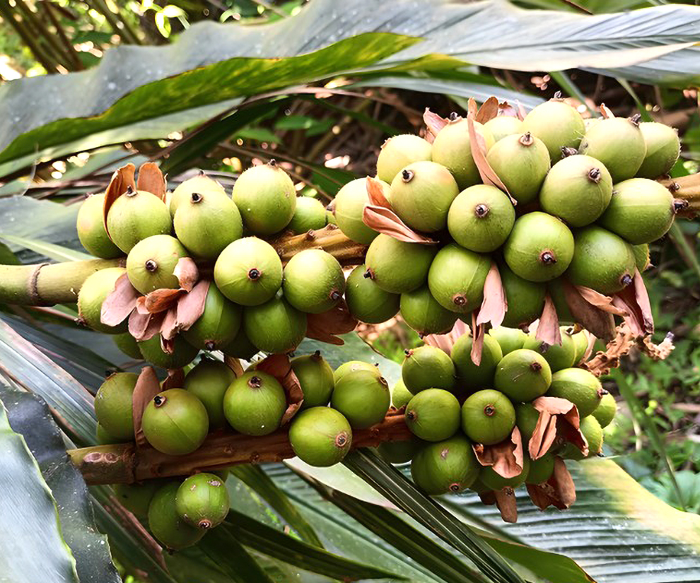 Người dân không cần gieo giống, cũng không cần đầu tư phân bón hay công chăm sóc, chỉ việc chờ đến khi cây ra hạt là có thể thu hái, đem bán và kiếm thêm nguồn thu nhập.