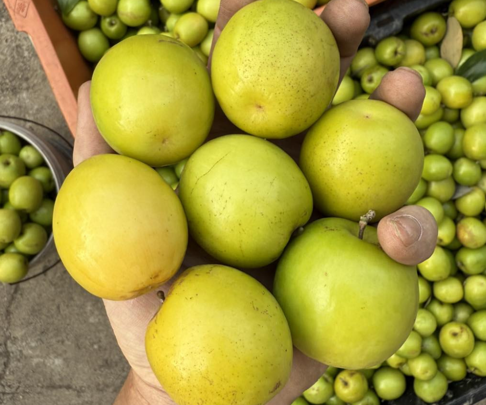 Táo muối là đặc sản của đất cảng Hải Phòng, mang hương vị thơm ngon nhờ trồng trên nền đất giàu dưỡng chất.