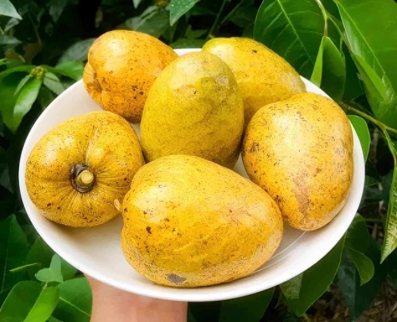 Bình bát (hay còn gọi là na xiêm, na nước) là loại cây thân gỗ nhỡ, cao khoảng 2-5m, thậm chí có cây cao tới 10m. Trước bình bát mọc đầy, chẳng ai ngó ngàng nay đổi đời thành đặc sản miền Tây.