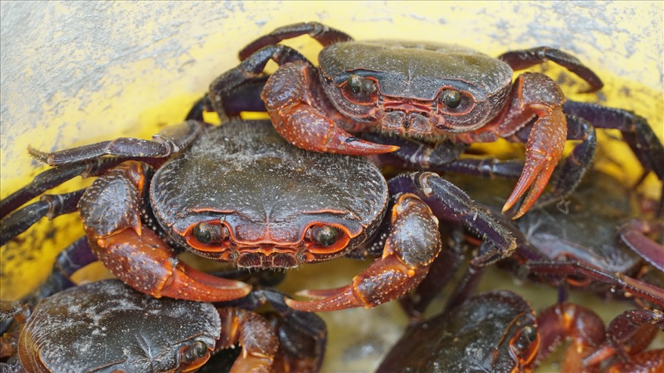 Cua đ&aacute; &ndash; m&oacute;n ăn độc đ&aacute;o của N&uacute;i Cấm