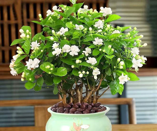 Điểm khiến hoa nhài được chú ý trong giới bonsai nằm ở chính vẻ đẹp mộc mạc nhưng giàu tiềm năng tạo hình.