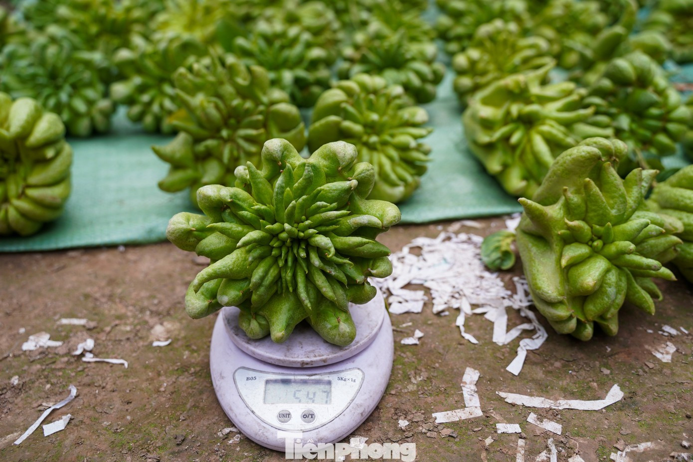 Năm nay, thị trường Tết ưa chuộng những quả phật thủ có giá hàng triệu đồng, thậm chí có cây phật thủ khủng trị giá vài chục triệu.