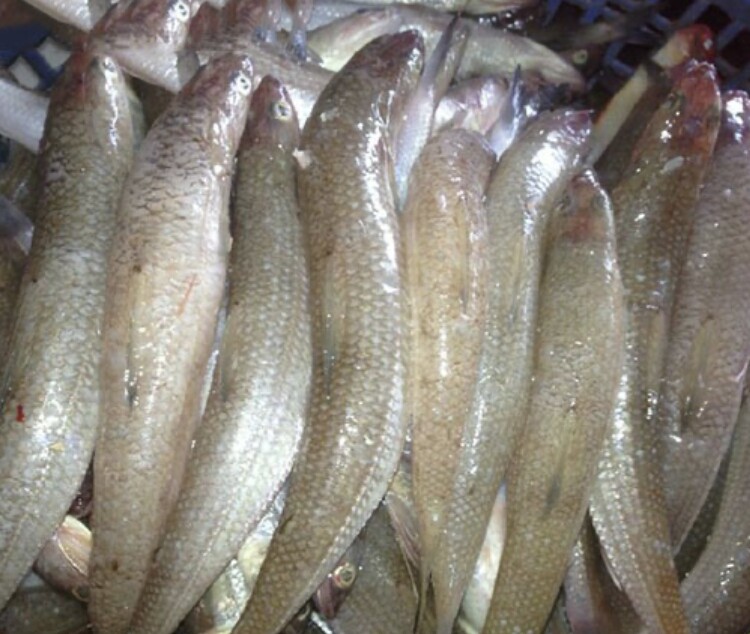 Cá mối là loại cá dân dã thường xuất hiện ở các tỉnh ven biển miền Trung, xưa ít người biết đến nay được ưa chuộng vì hương vị lạ nên nhiều người dân ở thành phố hay tìm mua để thưởng thức (Ảnh minh hoạ)