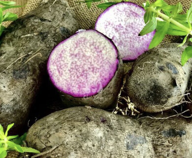 Khoai mỡ là loại củ bình dân nhưng mang rất nhiều lợi ích cho sức khoẻ (Ảnh minh hoạ)