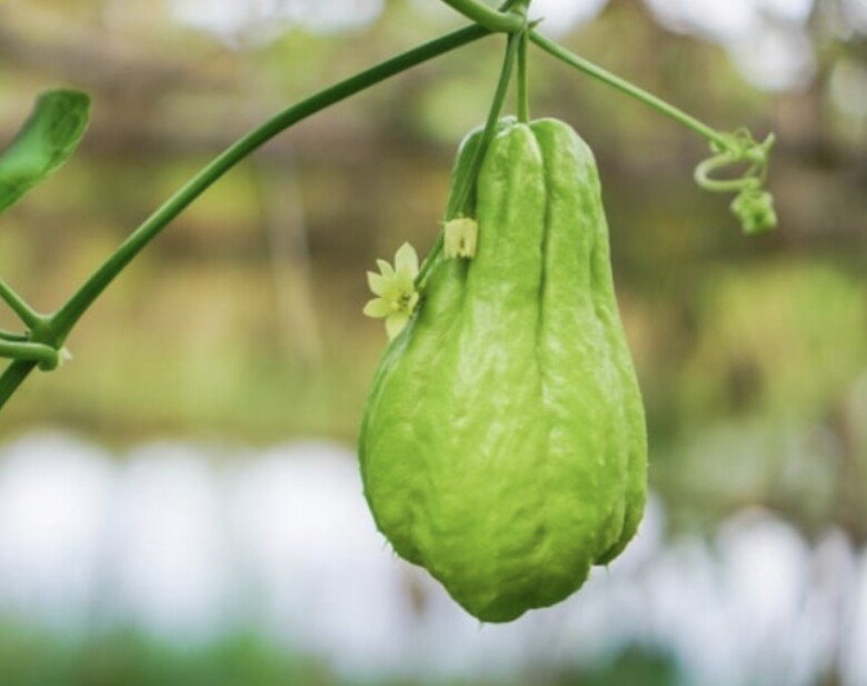 Su su là một loại quả phổ biến, giá rẻ ở Việt Nam (Ảnh minh hoạ)