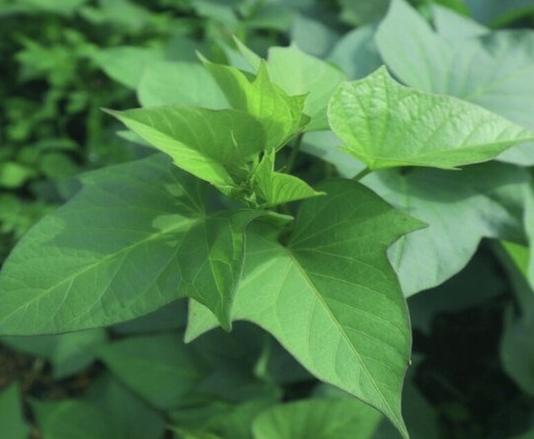 Rau lang là loại rau bình dân, trước đây không ai ngó ngàng giờ thành đặc sản được nhiều người tin dùng, mang nhiều lợi ích cho sức khoẻ (Ảnh minh hoạ)