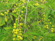 Tin tức - Loại quả xưa không ai ngó ngàng nay lên đời thành đặc sản giá 500.000 đồng/kg, dân thành phố thích mê