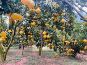 Sức khỏe - Loại quả "tốt nhất thế giới" được trồng bạt ngàn ở Việt Nam, thành đặc sản chỉ từ 25.000 đồng/kg, tốt cho sức khỏe