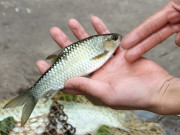 Tin tức - Loài cá đặc sản từng được mệnh danh “ngũ quái hà thủy”, thuộc loại hiếm có khó tìm, giá hơn 500.000 đồng/kg