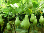 Sức khỏe - Loại quả ví như “thịt của người ăn chay”, là đặc sản núi rừng, đem xào vừa giòn vừa ngọt, tốt cho sức khỏe