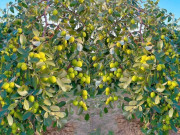 Tin tức - Loại quả “tốt nhất thế giới” chỉ có ở Hải Phòng, trồng trên đất “lạ” thành đặc sản vạn người mê, hút khách dịp Tết