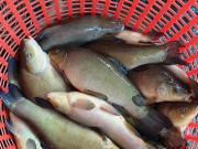 Sức khỏe - Loại cá chẳng tanh mà có mùi lạ, nghe tên đã thấy “thơm”, ngon chẳng kém cá hồi giá 200.000 đồng/kg, tốt cho sức khỏe