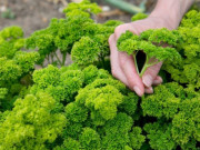 Sức khỏe - Loại rau thuộc top “tốt nhất thế giới” được trồng bạt ngàn ở Việt Nam, giá 120.000 đồng/kg, tốt cho sức khỏe