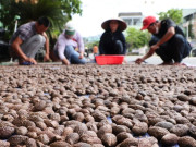 Tin tức - Nghề lạ ở Việt Nam: Rủ nhau vào rừng nhặt "lộc trời" là đặc sản được dân thành phố săn lùng, người dân thu tiền rủng rỉnh