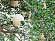 Tin tức - Loại quả xưa rụng đầy vườn nay lên đời thành đặc sản miền Tây nhờ hương vị lạ, có tiền cũng khó mà mua