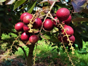 Lifestyle - 5 loại quả chỉ có ở miền Tây, xưa rụng đầy không ai nhặt, nay thành đặc sản du khách săn lùng