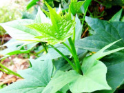 Sức khỏe - Loại rau xưa chỉ dùng nuôi heo nay lên đời thành đặc sản, ví như “rau trường thọ” giá 15.000 đồng/bó, tốt cho sức khỏe